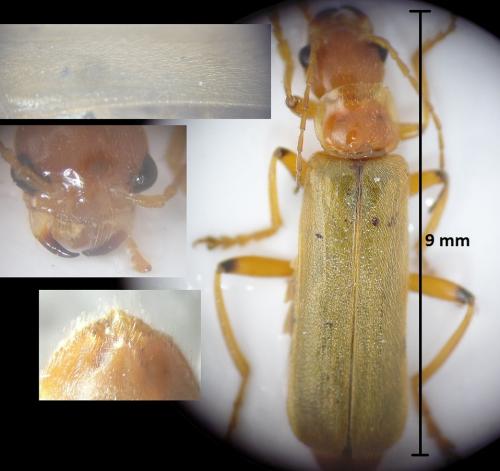 Réf. 185 521 : Cantharis cryptica